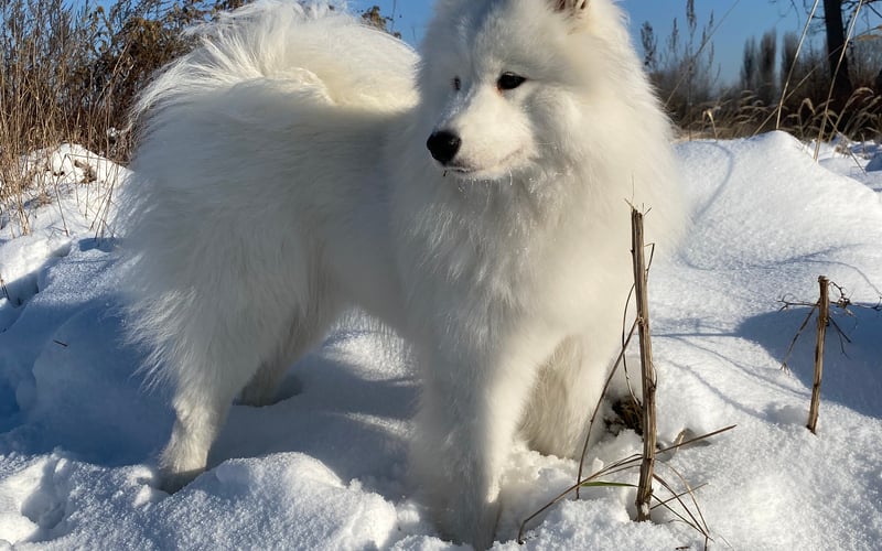 Fibi to beztroski, zawsze uśmiechnięty 5-letni Samoyed