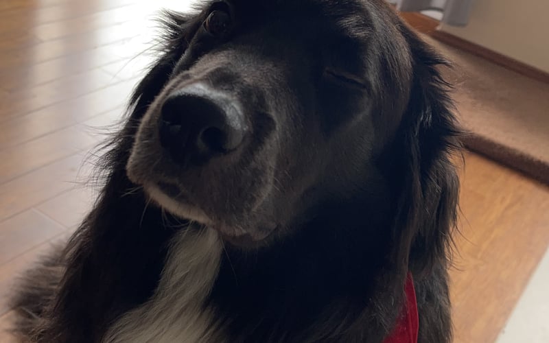 Maskot :) 
Duży puszysty miś 