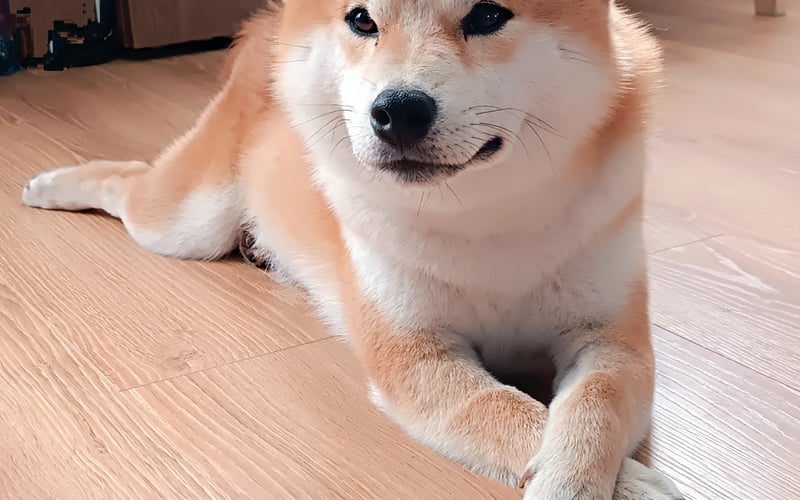 Siemka! Jestem Goku - shiba adopciak z fundacji Ada. ☺️ Rodzice mówią mi codziennie, że jestem najpiękniejszym pieskiem, więc muszę mieć też piękne serduszko.