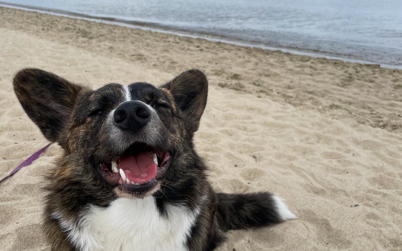 Welsh Corgi Cardigan w wieku roku i dwóch miesięcy.