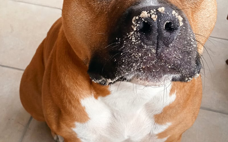 "Nie mam pojęcia, kto wchodził do piaskownicy." 3 letnia Lara niejednego przechodnia potrafi onieśmielić muskularnym wyglądem, ale w głębi psiego serca to prawdziwy przytulas.