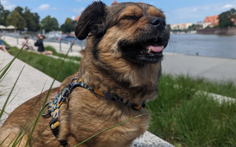 Maczeta - mam uroczą buźkę, kocham spacery po Wrocławiu, Uber Pets oraz restauracje! Niestety mam śrut broni z przeszłości w łapkach więc trochę boję się samotności i z lęku potrafię przegryźć drzwi...już rozumiecie skąd ten wybór imienia?
