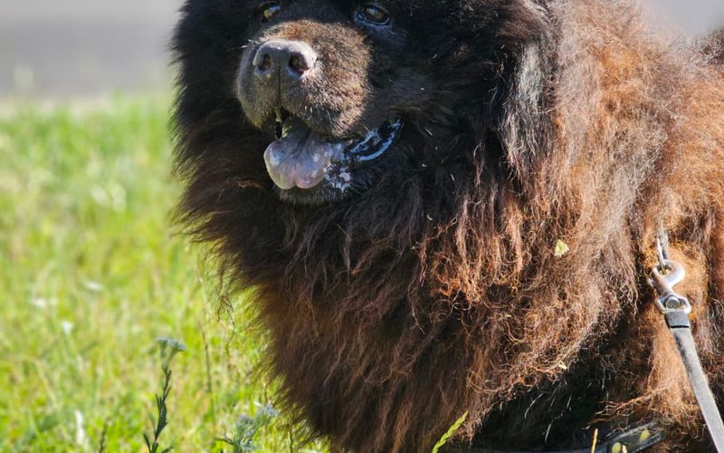 Pies Maks, chow-chow, 13 lat