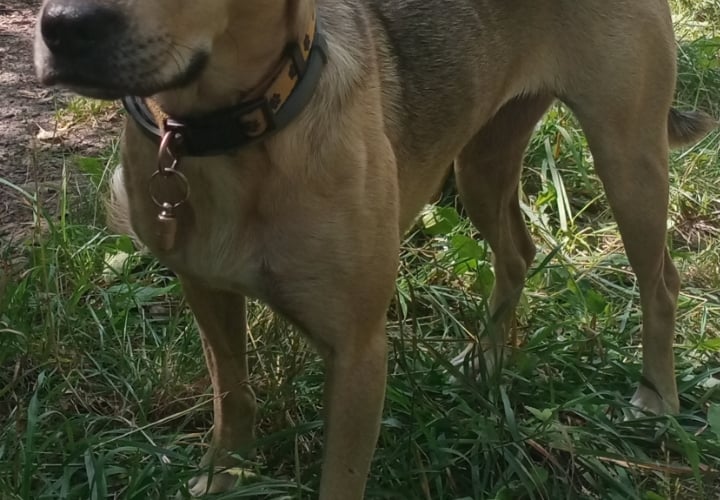Jestem Mia,mam 3,5 roku.
Zostałam zabrana od złych ludzi.
Uwielbiam przytulanie i zabawy z piłeczką.