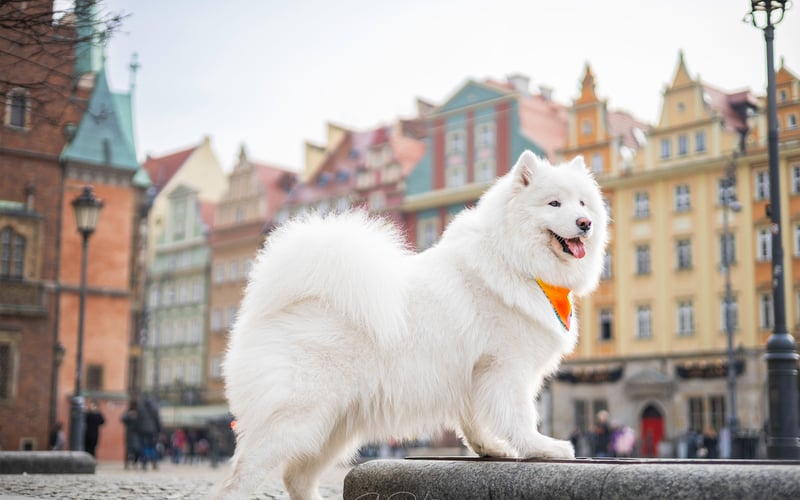 Sushi to uroczy Samoyed, znany ze swojego puszystego, śnieżnobiałego futra i zawsze uśmiechniętej twarzy. Dzięki swojej zabawnej i przyjaznej naturze, Sushi uwielbia być w centrum uwagi. Jasne oczy Sushi i radosne usposobienie przynoszą radość każdemu, kogo spotka. 