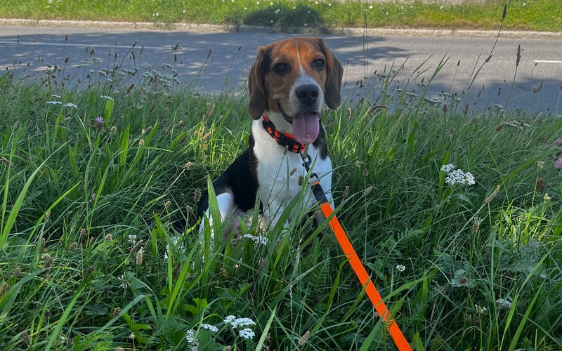 Wspaniały młody beagle. Bardzo zabawny i mądry facet, uwielbia długie spacery, smakołyki i żucie plastikowych butelek)) Zdecydowanie pretendent do pierwszego miejsca!)