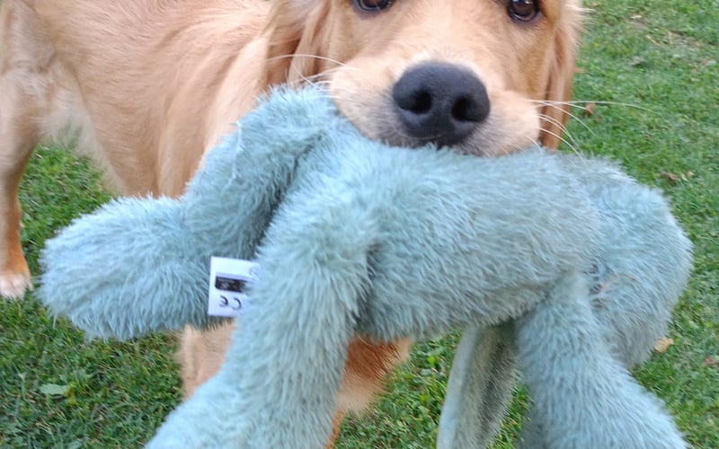 Karmelek to słodki 8-miesięczny golden retriever, uwielbia misie co widać na zdjęciu, a także kąpiele 