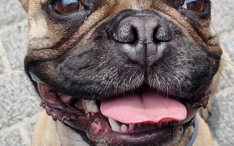 Papi to 6 letni buldog francuski, chociaż bardziej francuski piesek, który idzie przez życie jak buldożer :) kocha swoich ludzi całym sercem, chociaż najbardziej to jednak Babcię, aczkolwiek za smaczki oddałby rodzoną matkę i dopłacił :) Zabawki zużywa w tempie ekspresowym, nawet te w teorii niezniszczalne, a noce przesypia snem sprawiedliwego rozpychając się w łóżku, najlepiej w świeżo wypranej pościeli. Papi jest uosobieniem pieskiego życia!