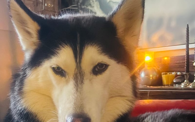 4 letnia Curie - to niesamowita panna husky, która sprawia, że świat jest lepszy, a ja, mimo kłopotów uśmiecham się każdego dnia. Ten Syberyjski wilk, uczy mnie spokoju i pokory do życia. Przy niej liczy się tylko nasza więź i niesamowita relacja. Dzięki niej zapominam o chorobach, czy niepowodzeniach. Jest dla mnie bliskim przyjacielem i współtowarzyszem codzienności. Kocham ją i czuję, że również jestem dla niej bliska i ważna, a to bezcenne szczęście, które szanuje i doceniam. To mój kolejny adoptowany psiak, który znalazł ze mną szczęśliwy dom.