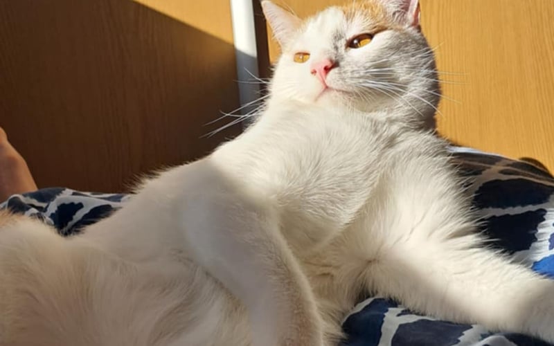 Słońce grzeje, świat czeka, a on? On po prostu króluje i czeka na sashimi.