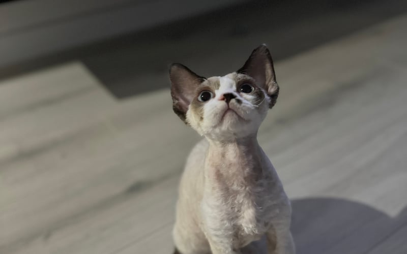Pradka – 9-miesięczna kotka rasy Devon Rex, istny diabeł w futrze aniołka. Niewinna z wyglądu, ale w jej niebieskich oczkach widać misternie opracowany plan na kolejne psoty! 