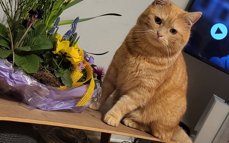 Silny dlatego, że to silny kotek, który żył około 3 lat raczej na dworze, ponieważ był bardzo zaniedbany. Podszedł do mnie i poszliśmy razem do domu, tak już został i okazał się od razu najcudowniejszym misiem oraz domowym kotkiem na świecie <3