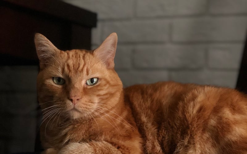Jestem Tofik, mam 15 lat.