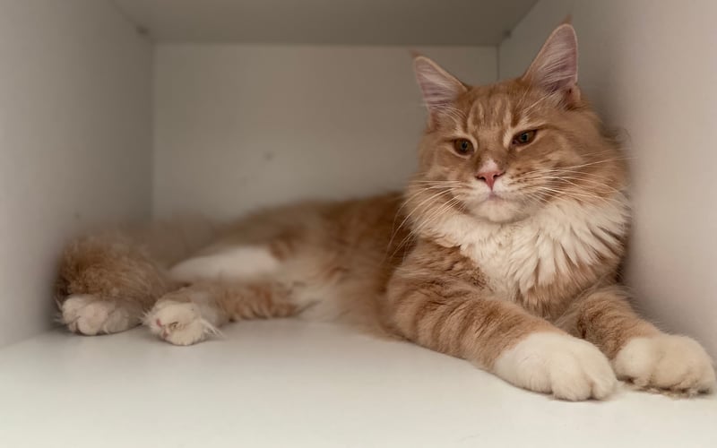 Gucio jest kotkiem rasy main coon który właśnie skończył rok .Mieszka w pokoju nastolatki.Codziennie towarzyszy jej we wszystkich domowych przyjemnościach i obowiązkach .Jest wspaniałym i wrażliwym towarzyszem .Ma łagodne usposobienie i przemiłe futerko . Uwielbia się bawić . Wodę pije tylko z kranu.Gucio pięknie mruczy i wydaje przeróżne dźwięki kocim języku.