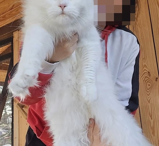 Maile Coon hodowla KociPrzyjaciel *PL
Kotka o wyjątkowych oczach
I co jest rzadkie z tym kolorem ocU-idealny sŁuch .
