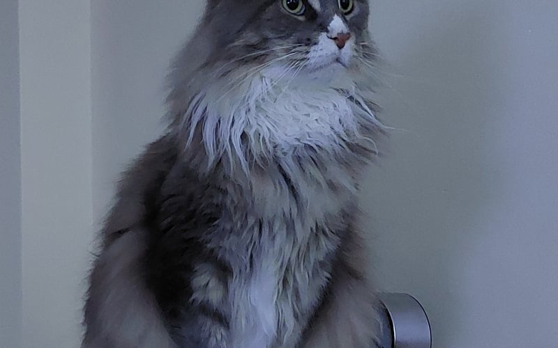 Kotka MaineCoon, mała dama z ogromnym sercem i charakterkiem. Cudowana towarzyszka rozpogodzająca każdy dzień.