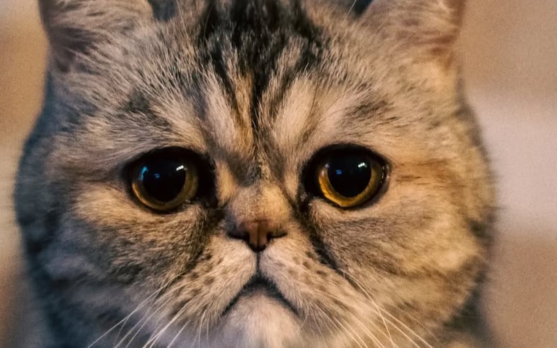 Kotka egzotyczna Frida uwielbia leżenie na dokumentach i w ciasnych kartonach, lubi głaskanie pilotem i picie wody prosto z kranu. Charakterna dama o wielkim sercu.