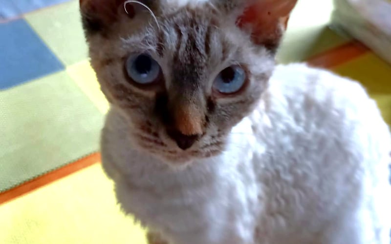 Śliczna kicia rasy devon rex, rizzlerka, sigiemka, skibidi Miśka! Najdziwniejszy kot na świecie