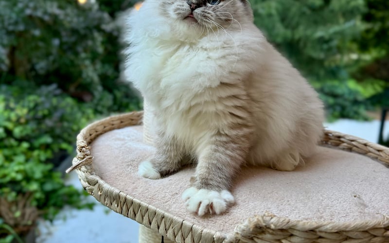 Yoda to fantastyczny, mądry i uroczy kocurek rasy Ragdoll. Doskonały kompan uwielbiający ludzi i przytulasy z nimi. Na zdjęciu w stylizacji świątecznej, zdjęcie z grudnia 2024 roku