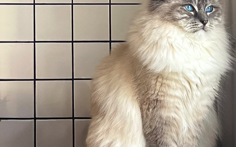 Charlie to puchaty aniołek, który całymi dniami zajmuje się byciem słodkim kotkiem. Jest w tym wyjątkowo uzdolniony, lecz w komplecie posiada również przyjacielski charakter oraz chęć zdobywania nowych kwalifikacji. Na swoim koncie ma już certyfikat słodziaka a nawet certyfi-cat ze wspinania się na małe drzewa, który otrzymał na swoje pierwsze urodziny. 
Zaspokajanie ambicji tego pampuszka jest wręcz naszą wrocławską powinnością.