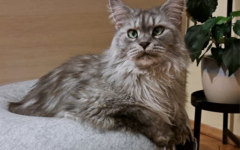 Gloria to 7-letnia kotka rasy Maine Coon. 
Jest najbardziej wyluzowanym i rozmruczanym kotem jaki chodził po tym świecie. 
Nie zaprząta sobie ślicznej główki troskami - woli skupiać się na czerpaniu radości z tego, co dla niej w życiu najważniejsze, czyli dobrym spanku, dobrym jedzonku i duuużej ilości głaskanka. Swoje zadowolenie okazuje poprzez głośne mruczenie przy każdej z tych czynności (nawet przez sen).
Jednak Gloria potrafi nie tylko brać, ale też dawać, a za zaspokojenie swoich skromnych potrzeb odwdzięcza się profesjonalnym masażem brzucha w akompaniamencie muzyki relaksacyjnej (czyt. mruczenia).
Glorunia jest bardzo pogodna,  samą swoją obecnością potrafi rozjaśnić nawet najbardziej pochmurny dzień, a jej spojrzenie mogłoby roztopić nawet najbardziej skute lodem serce.