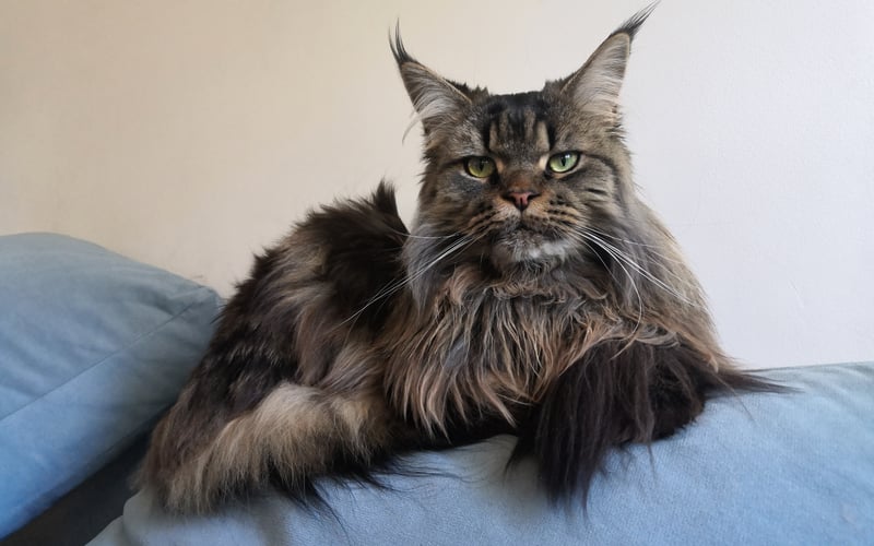Salma to 5-letnia kotka rasy Maine Coon.
Jest czujna jak ważka, szybka jak gepard, zwinna jak kot oraz wierna i lojalna jak pies.
Najbardziej na świecie kocha swoją ludzką mamę. Nie ma takiej liczby smakołyków, za którą dałaby się przekupić.
Uwielbia być noszona na rękach (ale tylko przez mamę) oraz przytulana i całowana (też tylko przez mamę).
Salcia okazuje swoje uczucia (oczywiście tylko mamie) poprzez przybijanie licznych baranków i całusy.
Nadrzędnym celem Salmy jest pilnowanie mamy i sprawowanie nadzoru nad wszystkim, co robi.
Odkąd tylko mama wraca z pracy, Salma wita ją w drzwiach i towarzyszy jej we wszystkich czynnościach niezłomnie aż do rana, kiedy znowu wychodzi do pracy. Aby jednak uniknąć krępującej ciszy, często wdaje się w długie dysputy (zwłaszcza w kuchni przy szafce ze smakołykami).
W wolnych chwilach natomiast lubi aportować, podziwiać przyrodę z balkonu i przycinać kwiatki.
Salcia jest wspaniałą i niezastąpioną towarzyszką życia - przynajmniej dla swojej mamy ;)