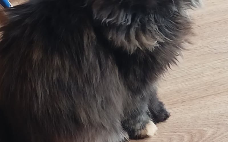 Arabella w kwietniu będzie miała roczek