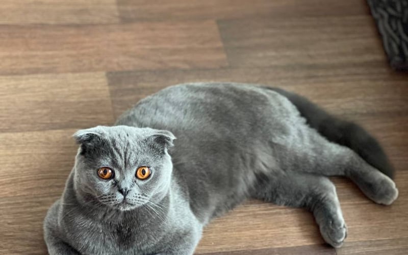 Nasz kot to wyjątkowy przedstawiciel rasy Scottish Fold o pięknym, popielatym futrze i hipnotyzujących bursztynowych oczach. Ma łagodny charakter, jest przyjazny i inteligentny. Jego miękkie, zaokrąglone uszy oraz elegancka sylwetka przyciągają uwagę każdego. To prawdziwy arystokrata w świecie kotów, gotowy zachwycić jury swoją gracją i spokojem!