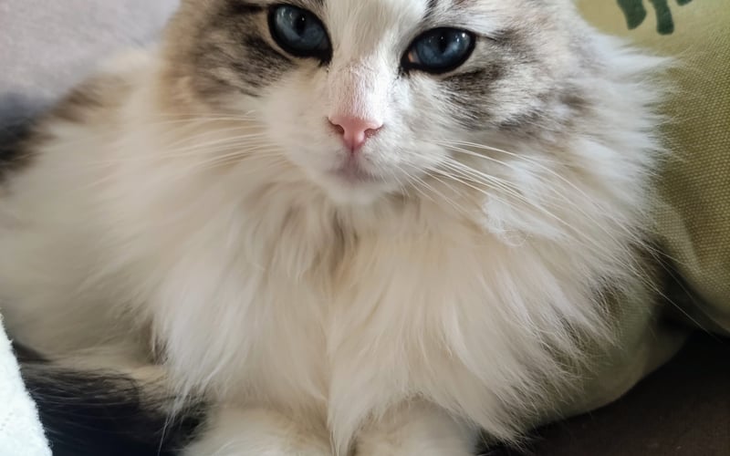 Ragdoll