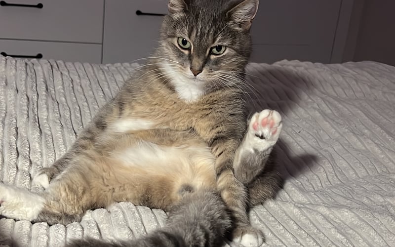 Iriska ma już 6 lat wzięliśmy ją w wieku 3 od rodziny która wyjechała z Polski i chciała żucie takiego ładnego kotka ale przygarnęliśmy ją do siebie i teraz mieszka z nami jak członek rodziny