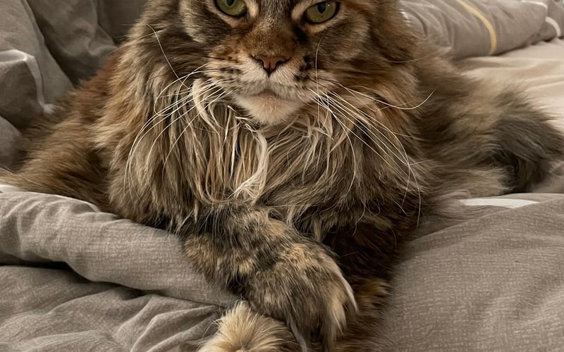 Oto Spacy – prawdziwa królowa naszego domu! Jest nie tylko piękną przedstawicielką rasy Maine Coon, ale także wrażliwą i pełną ciepła towarzyszką. Elegancja, inteligencja i kocia gracja w jednym – po prostu wyjątkowa!