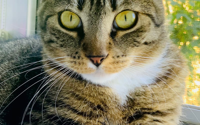 <p>2,5-letnia kotka o hipnotyzującym spojrzeniu. Skradła nasze serce i już rok minął od jej adopcji. Wprowadza wiele radości w nasze codzienne życie &hellip; Uwielbia zabawy myszką, wędką czy mniej typowo - korkiem od szampana. Jest naszą bioenergoterapeutką, w wolnych chwilach lubi odpoczywać &ldquo;na wysokościach&ldquo;, mając na wszystko oko&hellip; czy też oglądać programy przyrodnicze w telewizji&hellip;</p>