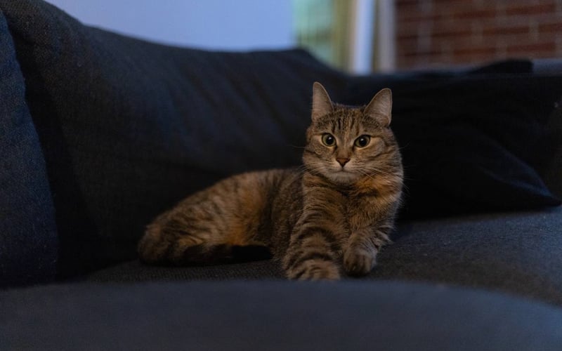 Koteczka Miley – mała czarodziejka, której mruczenie to najlepsza melodia dla serca.
