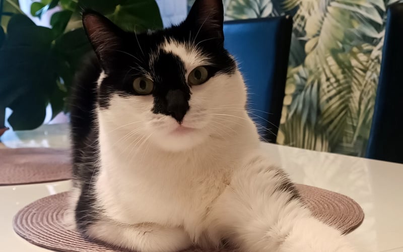 Gizmo, 4,5-letni koci zawadiaka.Na zdjęciach – dystyngowany arystokrata z wyciągniętą łapką, ale w rzeczywistości… istny zadymiarz! Skacze po futrynach, przemyka niczym ninja i nie zna pojęcia grawitacji. Inteligentny, sprytny i pełen energii – potrafi być uroczy, ale gdy nikt nie patrzy, zamienia się w futrzaną torpedę. Koci król chaosu z pozą modela – prawdziwy Niezły Aparat!