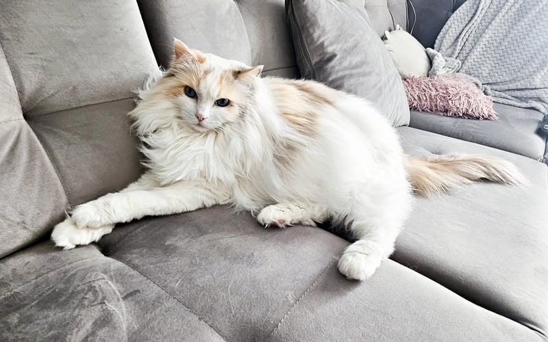 Krystynka rasy ragdoll. Uwielbia tuńczyka i być w centrum uwagi. Marzy o załapaniu w końcu czerwonej kropki i Pokoju na Świecie.