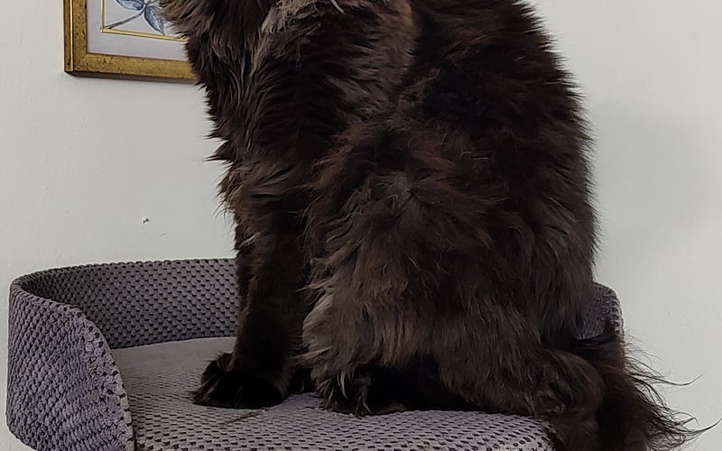 Imisław, znany jako Imek, to maine coon o duszy arystokraty i sercu rozrabiaki. Niezastąpiony pomocnik w domu – odkurzanie? Sprawdzi, czy działa. Sprzątanie? Przejdzie się po świeżo umytej podłodze. Rozpakowywanie zakupów? Natychmiast wejdzie do torby, bo może tam jest coś ważnego (dla niego).
Choć grafik ma napięty, zawsze znajdzie czas na wylegiwanie się w strategicznych miejscach i czujne monitorowanie świata zza okna. A jeśli gdzieś pojawi się sprężynka? No cóż… misja priorytetowa. Ale to wszystko blednie przy najważniejszej wartości w życiu – smaczkach. Bo to one nadają światu sens i sprawiają, że nawet królewskie lenistwo można na chwilę przerwać.