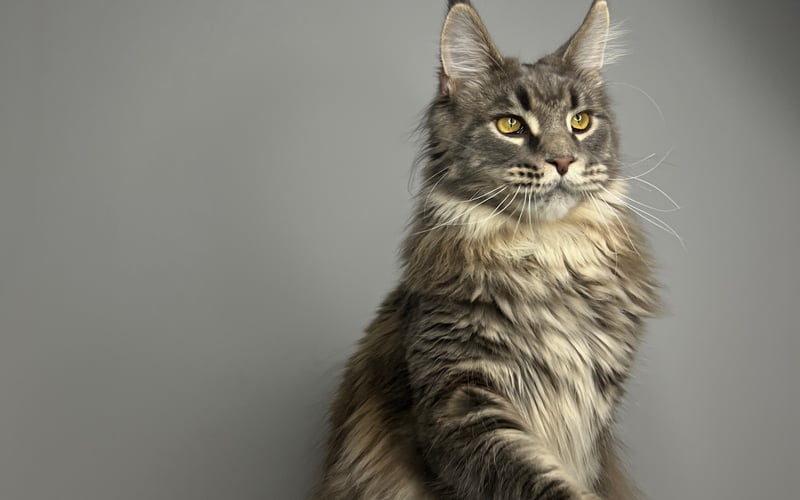 Jarl to wspaniały kocur rasy Maine Coon. Ma rok i 11 miesięcy, a waży 10,7 kg. Ten mruczek uwielbia bawić się włóczkowymi kulkami i przynosić mi je jak pies, podaje łapę za smakołyk i bardzo dużo gada. Nazywamy go synek, miaukun lub Jarusik.