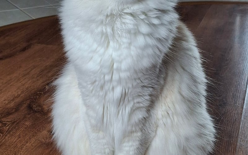 Leoś to 2 - letni ragdoll. Jest kotkiem spokojnym i towarzyskim. Chociaż nie lubi przytulania i głaskania chętnie obserwuje wszystko, co dzieje się w domu. Uwielbia oglądać filmy przyrodnicze, zwłaszcza te o tygrysach;)