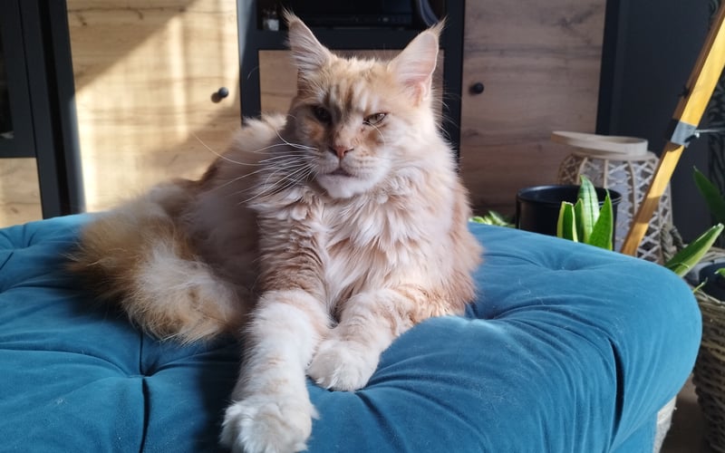 Kot Merlin,Maincoon 6 letni,nie wychodzący,lubiący dzieci,zadziorny i dominujący w domu w stosunku do innych kotow