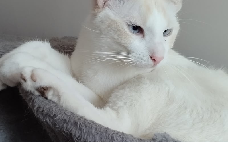 Nefrytka adoptowałam z Suwałk ma 2 latka, ma błękitne oczka , rudy ogon i rude uszka