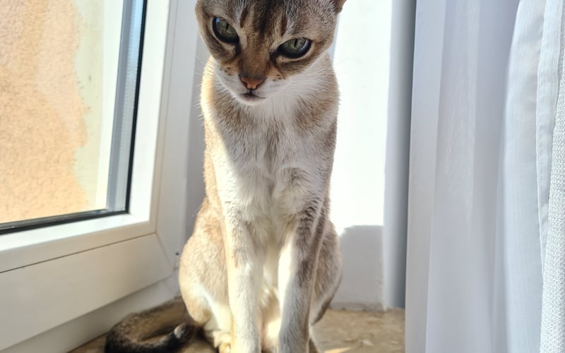 Ziu to 17-roczna kotopiękność i kotomilość dzikiej rasy Singapura. Ukochany kotosynek, podróżnik i najlepszy kumpel❤️Mieszka z psem i uczy jego być kotem 