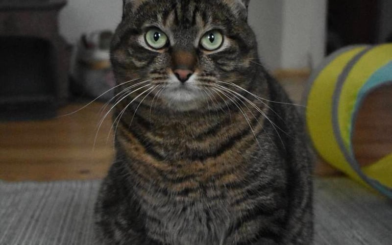Luna ma 5 lat. Została podrzucona do kliniki kiedy miała 1.5 lata. Lubi obserwować ptaków i grać z zabawkami na przysmaki.