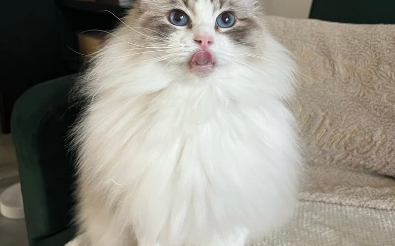 Puchata Kiara rasy Ragdoll, po 5 latach w hodowli od pół roku ma nowy szczęśliwy domek. Jest bardzo towarzyska, uwielbia przytulanie, zabawę maskotkami i dobre jedzonko  :)