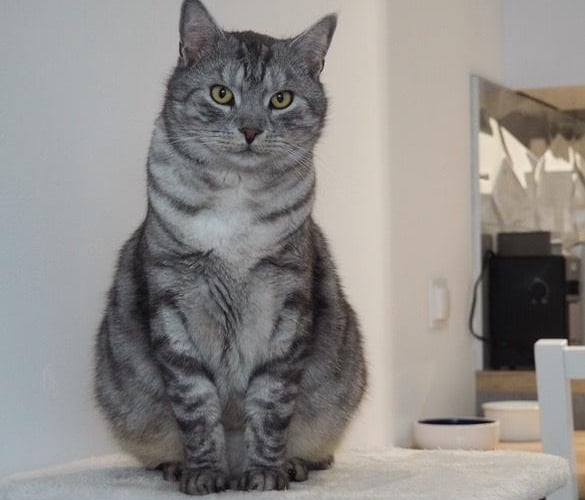 6-letni kocur barwy whiskas. Przytulaśny i zawsze głodny