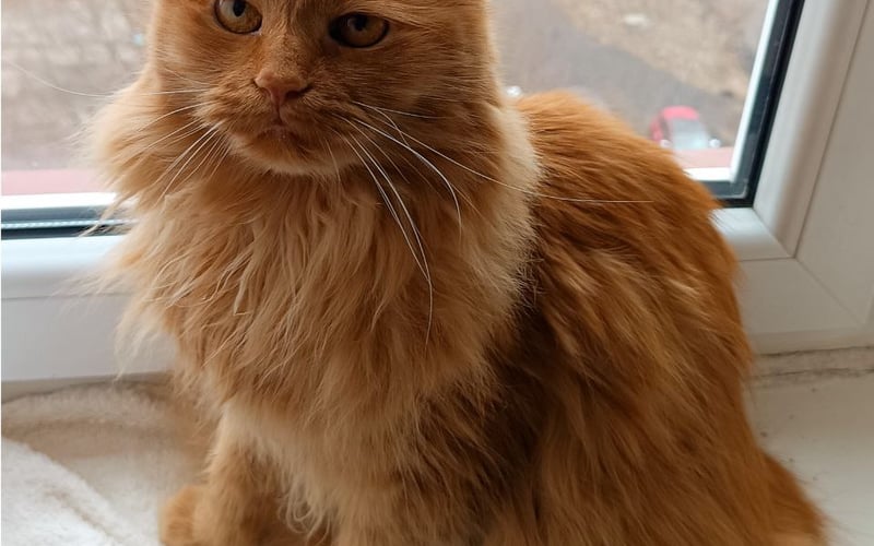 Kot brytyjski długowłosy, ma 7 lat. Najbardziej lubi spać na kaloryferze i nadal bawi się swoim ogonem. Bardzo czuły i miły kot. Jest niewidomy od urodzenia, ale ma bardzo dobry zmysł orientacji i uwielbia spacery na świeżym powietrzu.