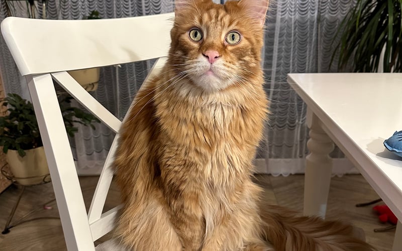 Oto Kyuubi – majestatyczny pięciolatek rasy Maine Coon, który podbija serca swoją dostojną postawą i miękkim, rudym futrem. Jego imię wywodzi się z języka japońskiego i świata anime, co doskonale pasuje do jego wyjątkowego charakteru. Kyuubi uwielbia sosiki, długie sesje przytulania i wygrzewanie się w promieniach słońca. To prawdziwy koci arystokrata o wielkim sercu i niepowtarzalnym uroku.