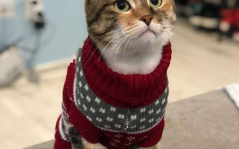 ✨ Miau, jestem Jessica! ✨  
Z ulicznego kotka stałam się początkującą blogerką, gwiazdą TikToka, królową naklejek na Telegramie i ambasadorką nowoczesnego życia z PetKit! 