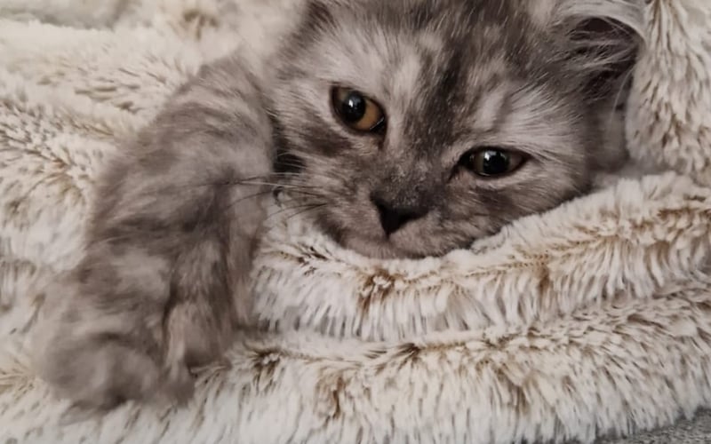 Kocie purrito tuż po przebudzeniu