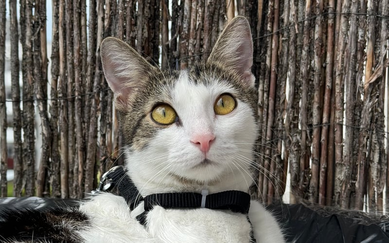 Simba ma niezwykłe ubarwienie: czarno-biało-pręgowane. Jest to bardzo wesoły i radosny kot, lubi kontrolować swojego właściciela. Ma zaledwie 1,5 roku. Simba nie jest rasowym kotem, tylko zwykłym kotem, ale jest lepsza od wielu innych kotów. Żyje w wielkiej miłości i trosce.