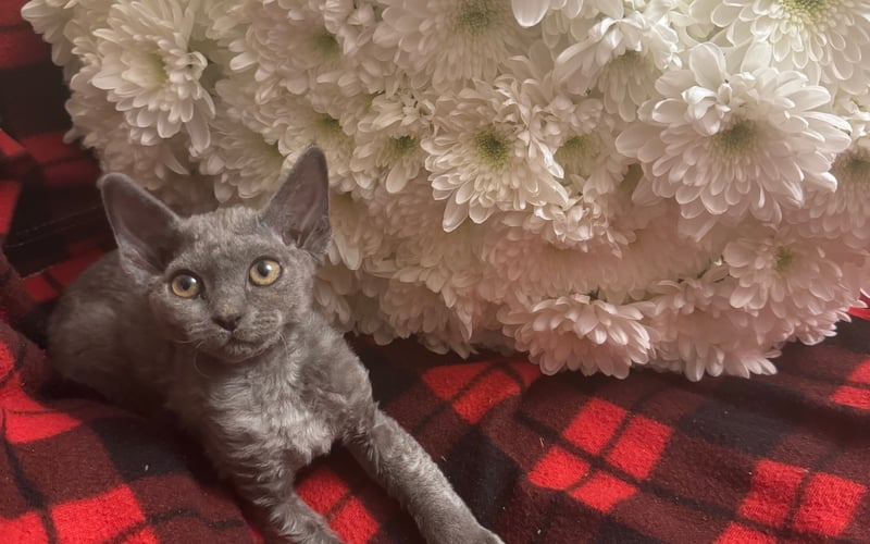 Molli to dziewczyna rasy „Devon rex”, Bardzo wesoła, zabawna, czasami szalona, kochająca dziewczyna, uwielbia dzieci i pyszne jedzenie.